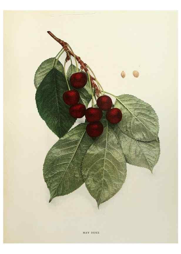 Reproducción/Reproduction 29754494381: The cherries of New York,. Albany,J. B. Lyon company, state printers,1915.