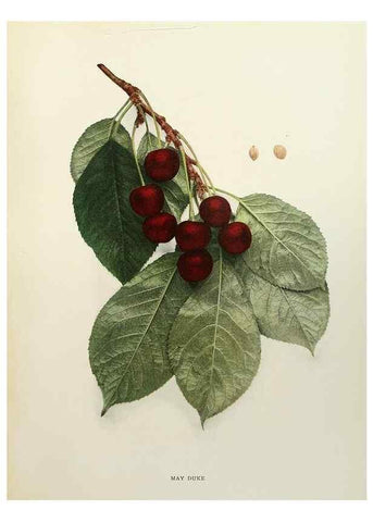 Reproducción/Reproduction 29754494381: The cherries of New York,. Albany,J. B. Lyon company, state printers,1915.