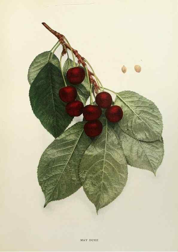 Reproducción/Reproduction 29754494381: The cherries of New York,. Albany,J. B. Lyon company, state printers,1915.