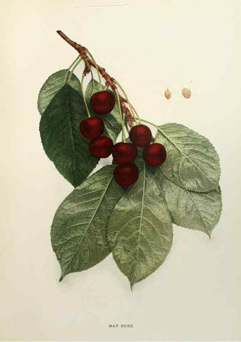 Reproducción/Reproduction 29754494381: The cherries of New York,. Albany,J. B. Lyon company, state printers,1915.