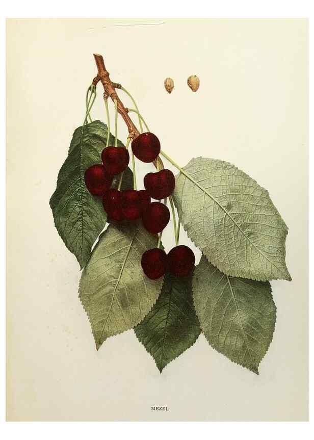 Reproducción/Reproduction 29754497021: The cherries of New York,. Albany,J. B. Lyon company, state printers,1915.