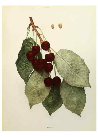 Reproducción/Reproduction 29754497021: The cherries of New York,. Albany,J. B. Lyon company, state printers,1915.