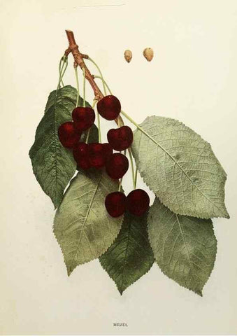 Reproducción/Reproduction 29754497021: The cherries of New York,. Albany,J. B. Lyon company, state printers,1915.