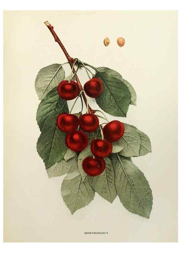 Reproducción/Reproduction 29801716296: The cherries of New York,. Albany,J. B. Lyon company, state printers,1915.