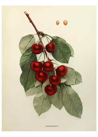 Reproducción/Reproduction 29801716296: The cherries of New York,. Albany,J. B. Lyon company, state printers,1915.