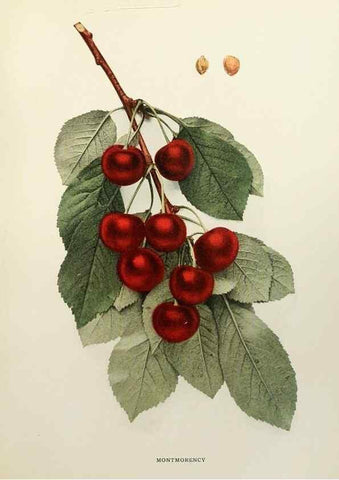 Reproducción/Reproduction 29801716296: The cherries of New York,. Albany,J. B. Lyon company, state printers,1915.