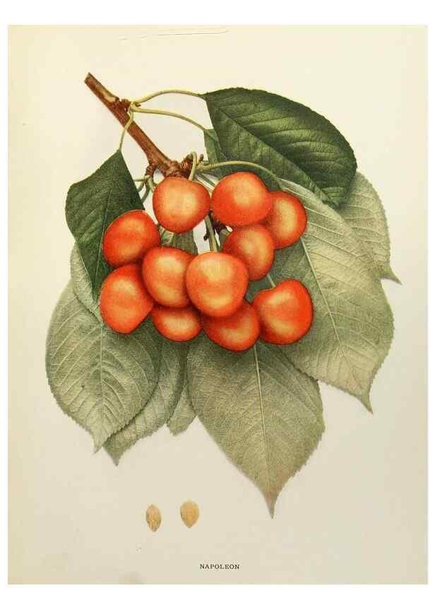 Reproducción/Reproduction 29754503381: The cherries of New York,. Albany,J. B. Lyon company, state printers,1915.
