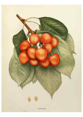 Reproducción/Reproduction 29754503381: The cherries of New York,. Albany,J. B. Lyon company, state printers,1915.