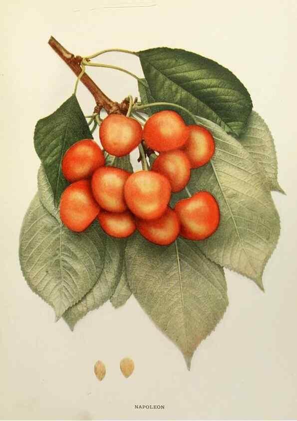 Reproducción/Reproduction 29754503381: The cherries of New York,. Albany,J. B. Lyon company, state printers,1915.