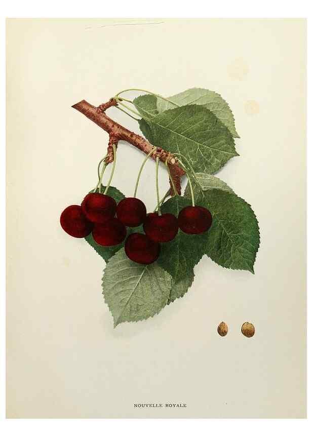Reproducción/Reproduction 29544308380: The cherries of New York,. Albany,J. B. Lyon company, state printers,1915.