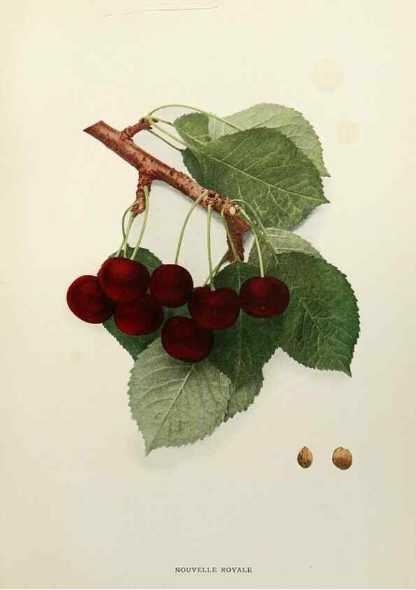 Reproducción/Reproduction 29544308380: The cherries of New York,. Albany,J. B. Lyon company, state printers,1915.