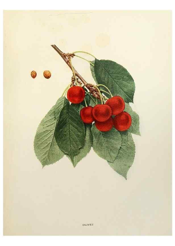 Reproducción/Reproduction 29801724256: The cherries of New York,. Albany,J. B. Lyon company, state printers,1915.