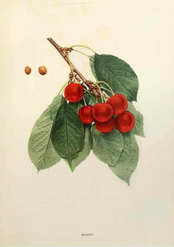 Reproducción/Reproduction 29801724256: The cherries of New York,. Albany,J. B. Lyon company, state printers,1915.