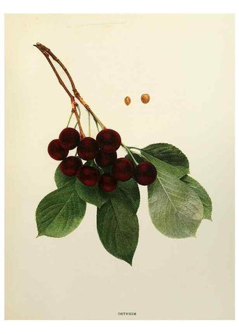 Reproducción/Reproduction 29754511511: The cherries of New York,. Albany,J. B. Lyon company, state printers,1915.