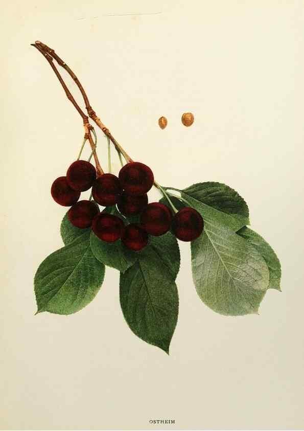 Reproducción/Reproduction 29754511511: The cherries of New York,. Albany,J. B. Lyon company, state printers,1915.