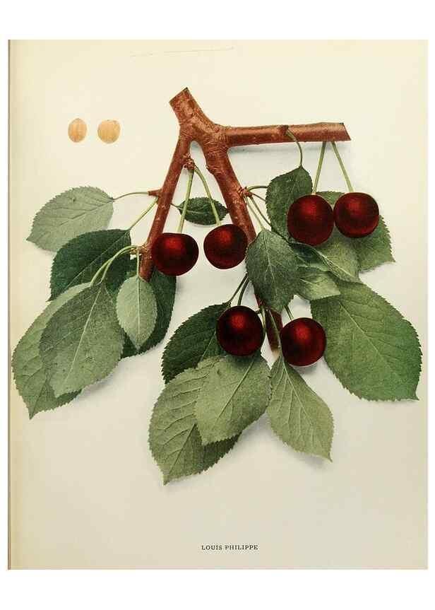 Reproducción/Reproduction 29724145912: The cherries of New York,. Albany,J. B. Lyon company, state printers,1915.