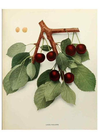 Reproducción/Reproduction 29724145912: The cherries of New York,. Albany,J. B. Lyon company, state printers,1915.