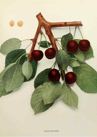 Reproducción/Reproduction 29724145912: The cherries of New York,. Albany,J. B. Lyon company, state printers,1915.
