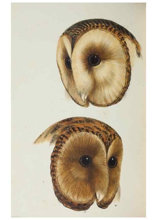 Reproducción/Reproduction 28686936483: A synopsis of the birds of Australia, and the adjacent Islands /. London :John Gould,1837.