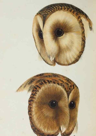 Reproducción/Reproduction 28686936483: A synopsis of the birds of Australia, and the adjacent Islands /. London :John Gould,1837.