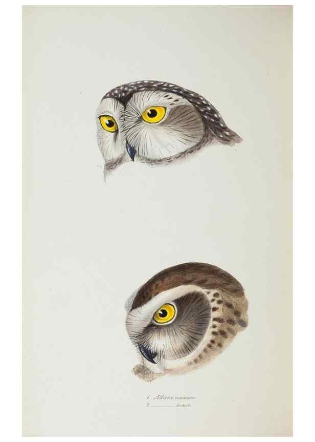 Reproducción/Reproduction 28685140054: A synopsis of the birds of Australia, and the adjacent Islands /. London :John Gould,1837.