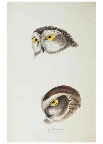 Reproducción/Reproduction 28685140054: A synopsis of the birds of Australia, and the adjacent Islands /. London :John Gould,1837.