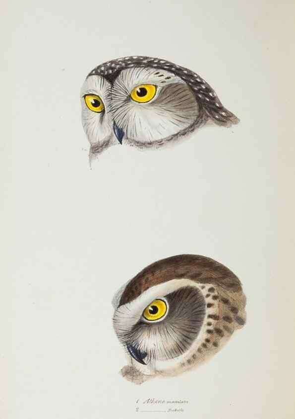 Reproducción/Reproduction 28685140054: A synopsis of the birds of Australia, and the adjacent Islands /. London :John Gould,1837.