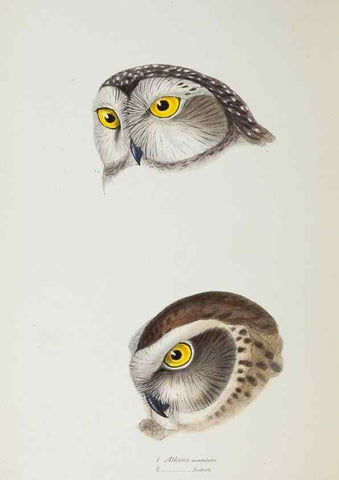 Reproducción/Reproduction 28685140054: A synopsis of the birds of Australia, and the adjacent Islands /. London :John Gould,1837.