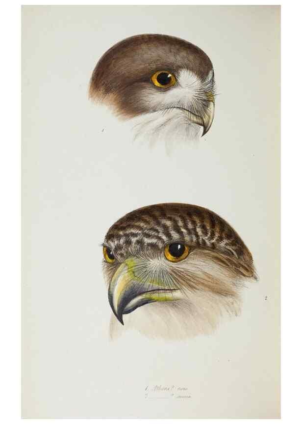 Reproducción/Reproduction 29019802390: A synopsis of the birds of Australia, and the adjacent Islands /. London :John Gould,1837.