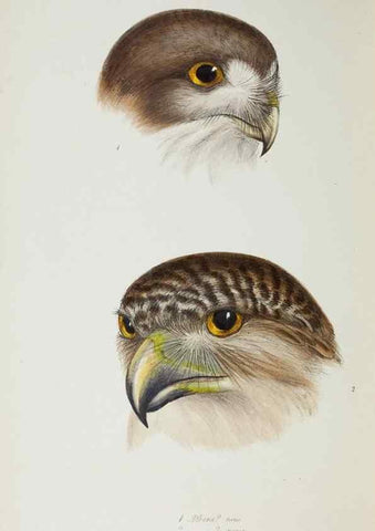 Reproducción/Reproduction 29019802390: A synopsis of the birds of Australia, and the adjacent Islands /. London :John Gould,1837.
