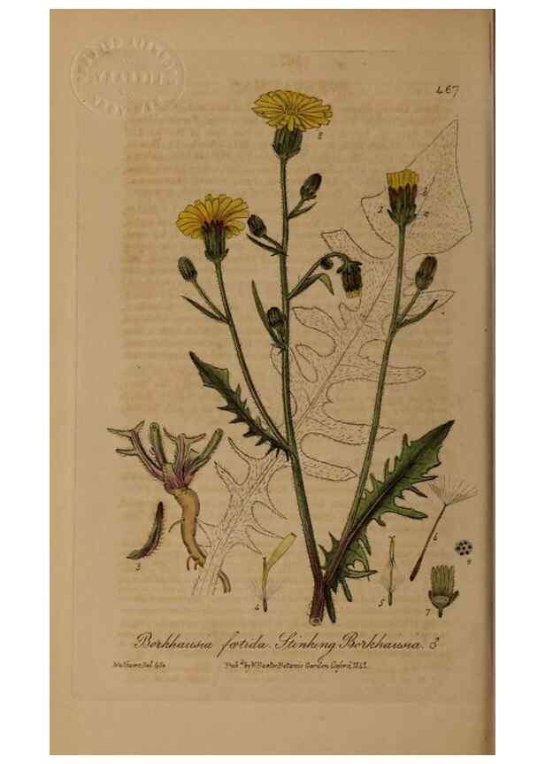 Reproducción/Reproduction 28967507511: British phaenogamous botany,. Oxford,Published by the author, sold by J.H. Parker [etc.]1834-43.