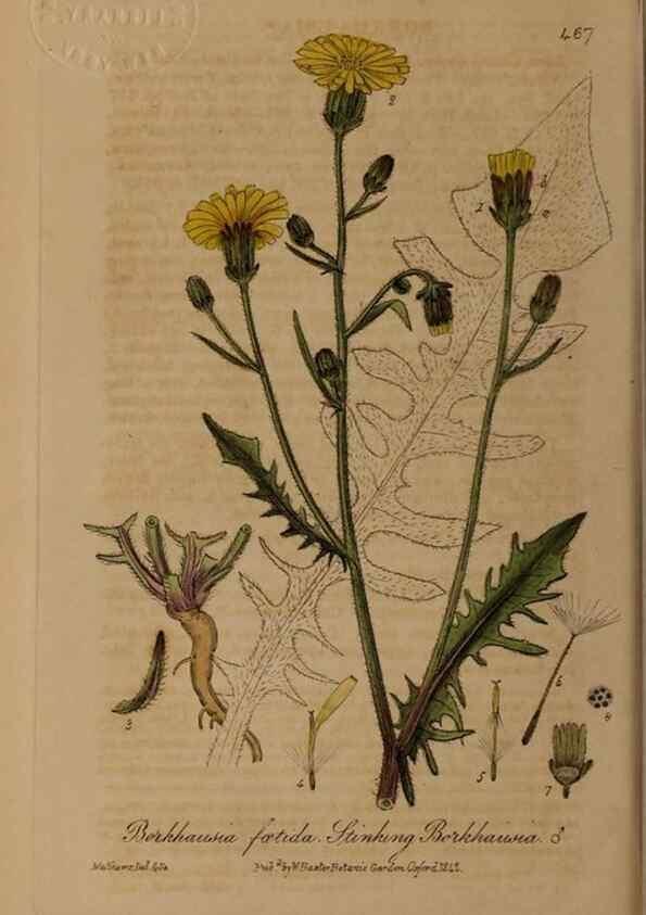 Reproducción/Reproduction 28967507511: British phaenogamous botany,. Oxford,Published by the author, sold by J.H. Parker [etc.]1834-43.