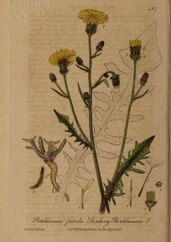 Reproducción/Reproduction 28967507511: British phaenogamous botany,. Oxford,Published by the author, sold by J.H. Parker [etc.]1834-43.