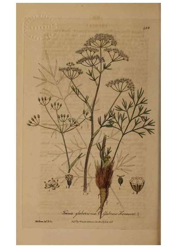 Reproducción/Reproduction 28757285940: British phaenogamous botany,. Oxford,Published by the author, sold by J.H. Parker [etc.]1834-43.