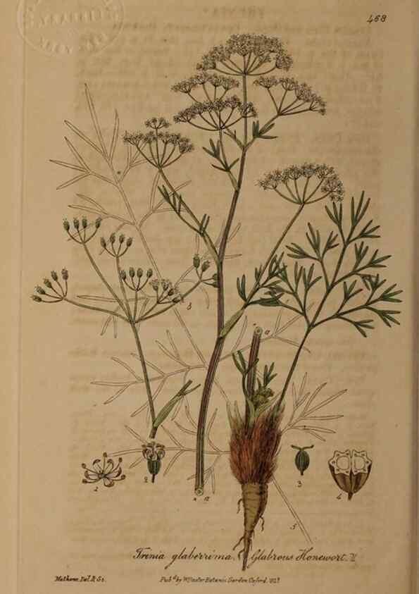 Reproducción/Reproduction 28757285940: British phaenogamous botany,. Oxford,Published by the author, sold by J.H. Parker [etc.]1834-43.