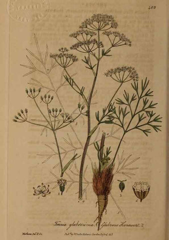 Reproducción/Reproduction 28757285940: British phaenogamous botany,. Oxford,Published by the author, sold by J.H. Parker [etc.]1834-43.