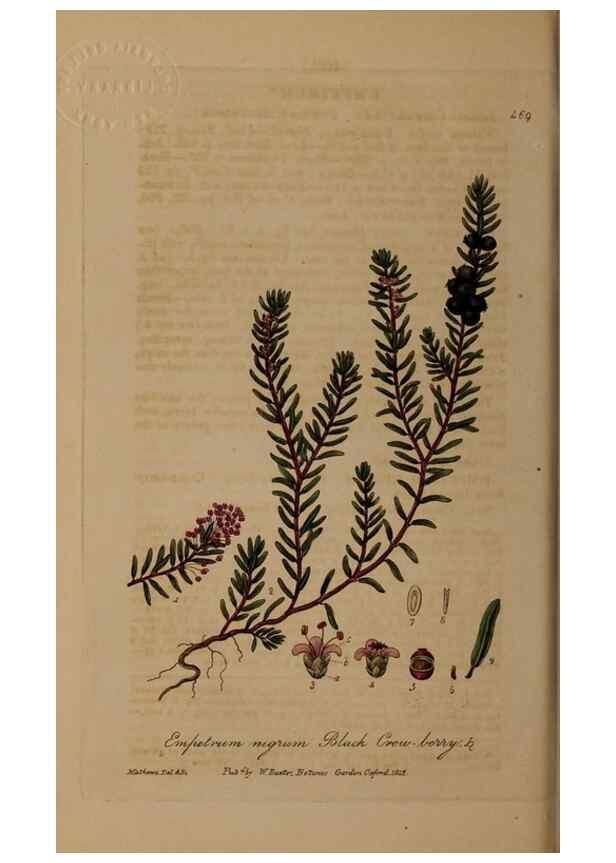 Reproducción/Reproduction 29043455035: British phaenogamous botany,. Oxford,Published by the author, sold by J.H. Parker [etc.]1834-43.