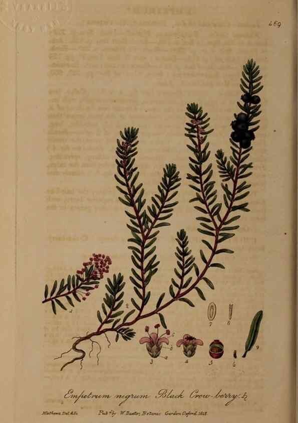 Reproducción/Reproduction 29043455035: British phaenogamous botany,. Oxford,Published by the author, sold by J.H. Parker [etc.]1834-43.