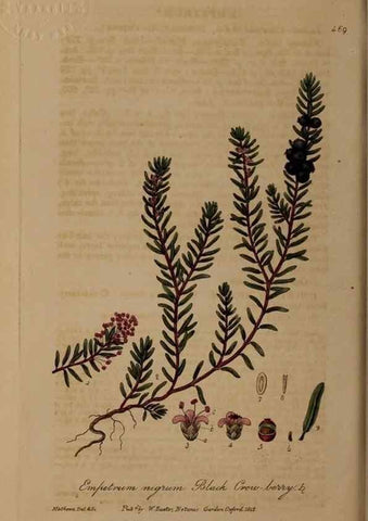 Reproducción/Reproduction 29043455035: British phaenogamous botany,. Oxford,Published by the author, sold by J.H. Parker [etc.]1834-43.
