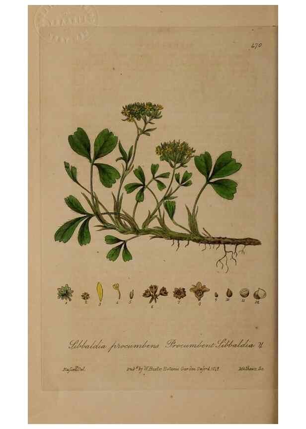 Reproducción/Reproduction 29043458895: British phaenogamous botany,. Oxford,Published by the author, sold by J.H. Parker [etc.]1834-43.