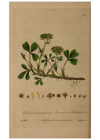 Reproducción/Reproduction 29043458895: British phaenogamous botany,. Oxford,Published by the author, sold by J.H. Parker [etc.]1834-43.
