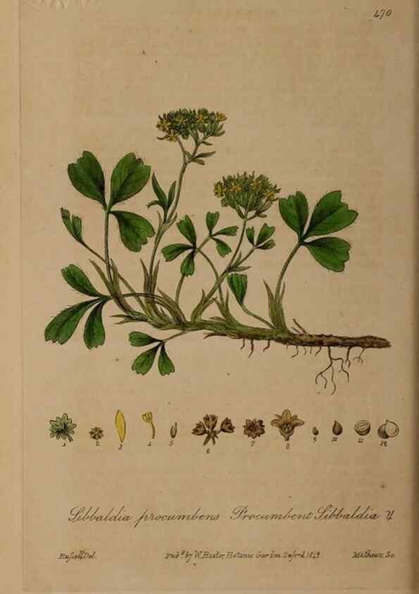 Reproducción/Reproduction 29043458895: British phaenogamous botany,. Oxford,Published by the author, sold by J.H. Parker [etc.]1834-43.