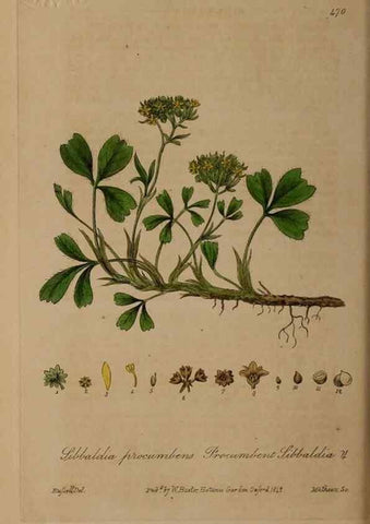 Reproducción/Reproduction 29043458895: British phaenogamous botany,. Oxford,Published by the author, sold by J.H. Parker [etc.]1834-43.