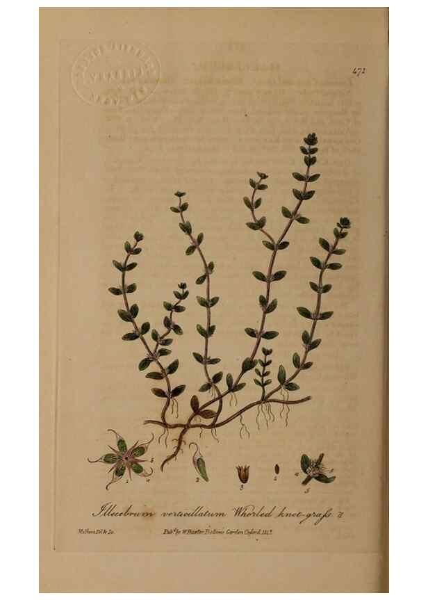 Reproducción/Reproduction 28938060322: British phaenogamous botany,. Oxford,Published by the author, sold by J.H. Parker [etc.]1834-43.