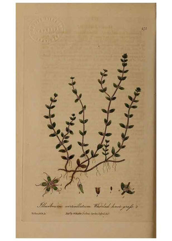 Reproducción/Reproduction 28938060322: British phaenogamous botany,. Oxford,Published by the author, sold by J.H. Parker [etc.]1834-43.