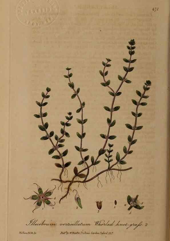 Reproducción/Reproduction 28938060322: British phaenogamous botany,. Oxford,Published by the author, sold by J.H. Parker [etc.]1834-43.