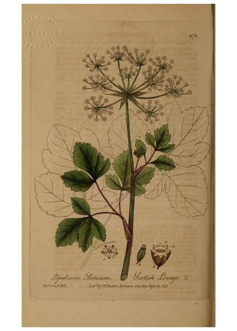 Reproducción/Reproduction 28938061862: British phaenogamous botany,. Oxford,Published by the author, sold by J.H. Parker [etc.]1834-43.