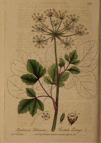 Reproducción/Reproduction 28938061862: British phaenogamous botany,. Oxford,Published by the author, sold by J.H. Parker [etc.]1834-43.