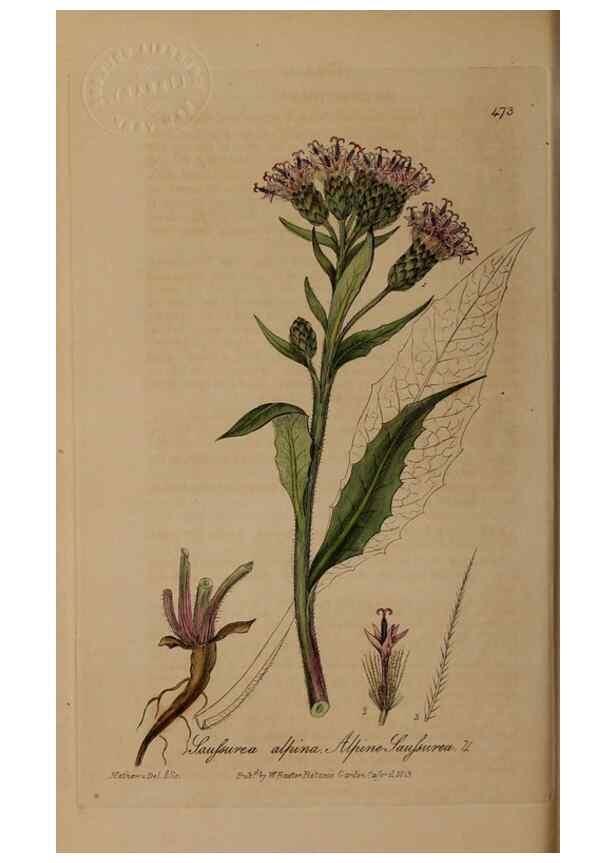 Reproducción/Reproduction 28938064642: British phaenogamous botany,. Oxford,Published by the author, sold by J.H. Parker [etc.]1834-43.