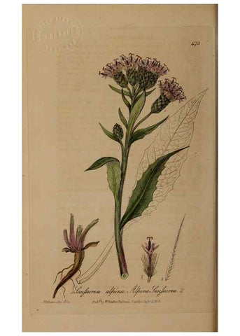 Reproducción/Reproduction 28938064642: British phaenogamous botany,. Oxford,Published by the author, sold by J.H. Parker [etc.]1834-43.